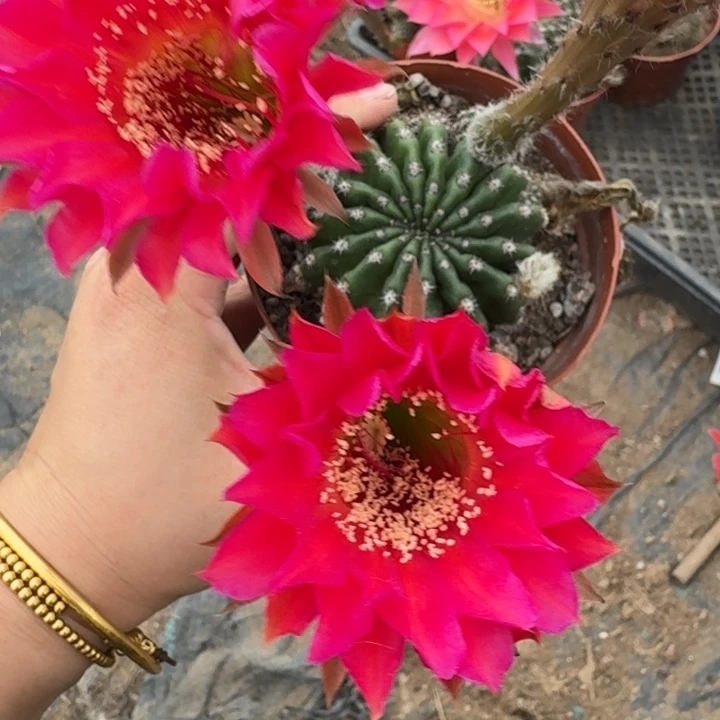 351实生彩草瘦脱土掰花斑