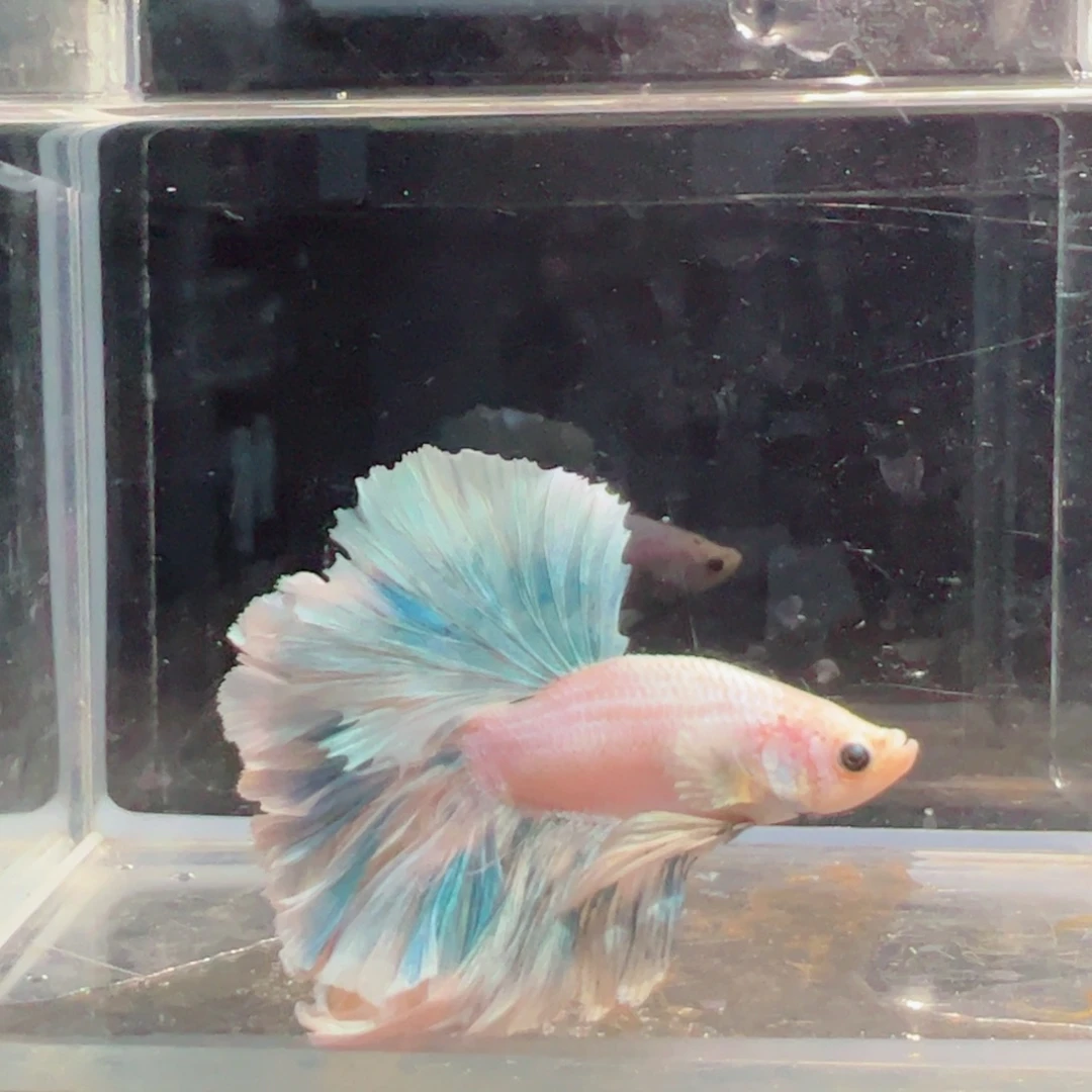 斗鱼浅色仙仙裙特殊尾