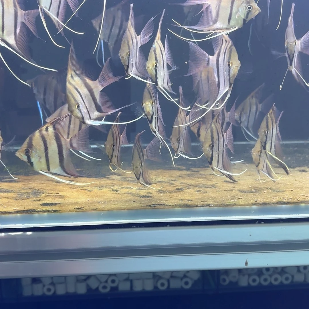 神仙鱼魔门F1肉身5厘米以上一条