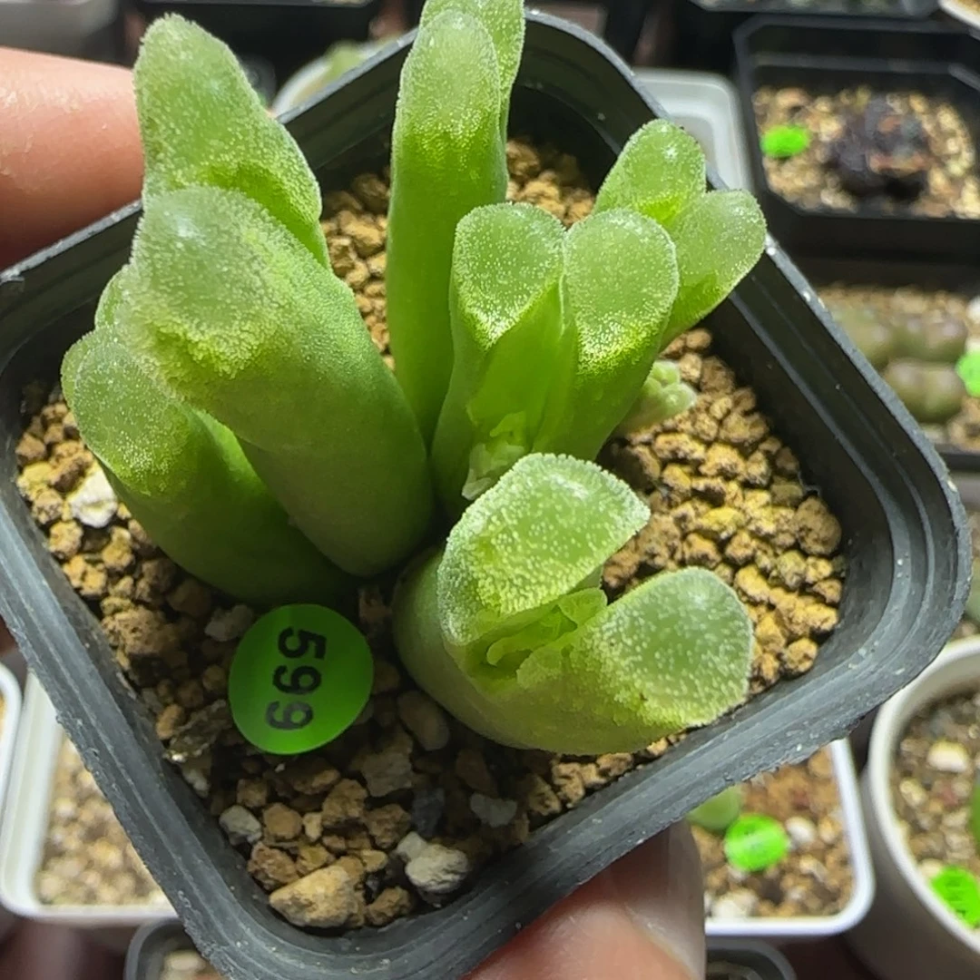 大型冰风铃群多肉植物599