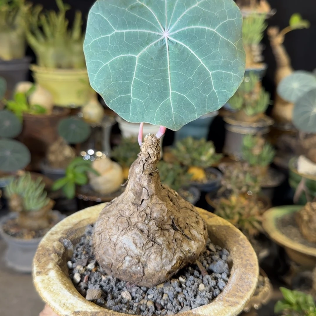 一物一拍老家一叶龟18