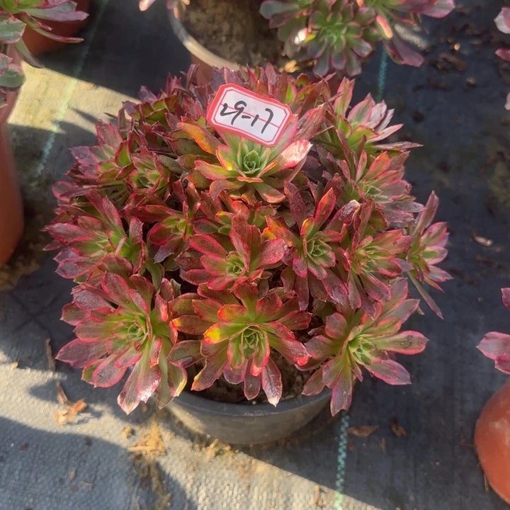 29/17安娜多肉不包断肢凑单