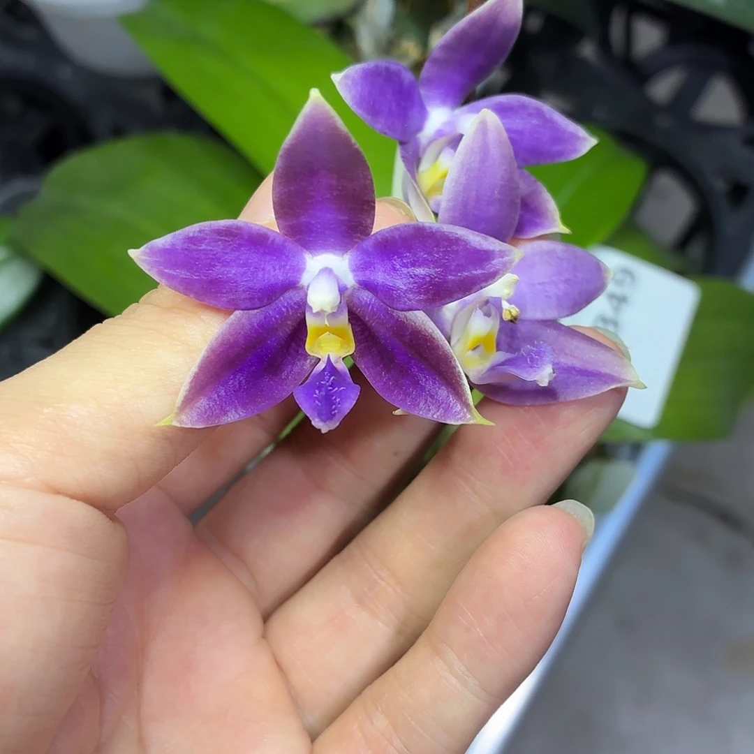当前无花朵，栽培后可花朵A1349yss1172