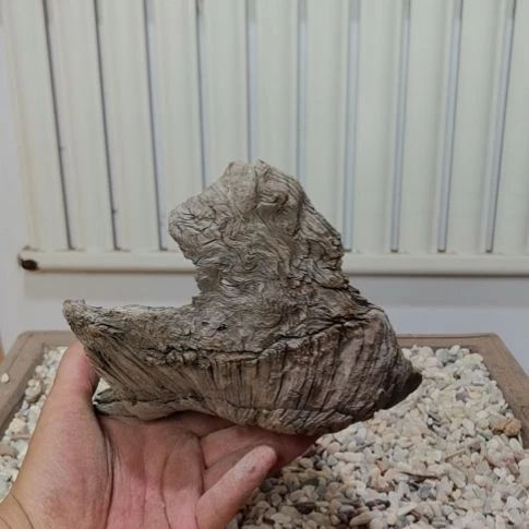 柏木（崖柏）耿*新崖柏根艺根雕天然