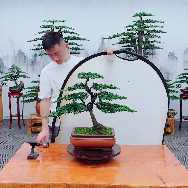 无花朵松柏盆景。一物一拍