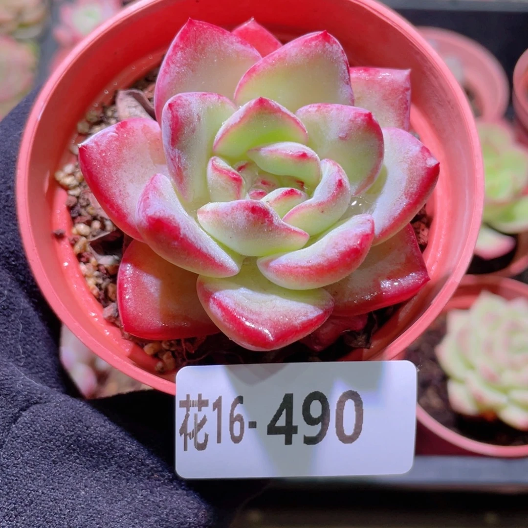 花利美16-490草莓泡芙