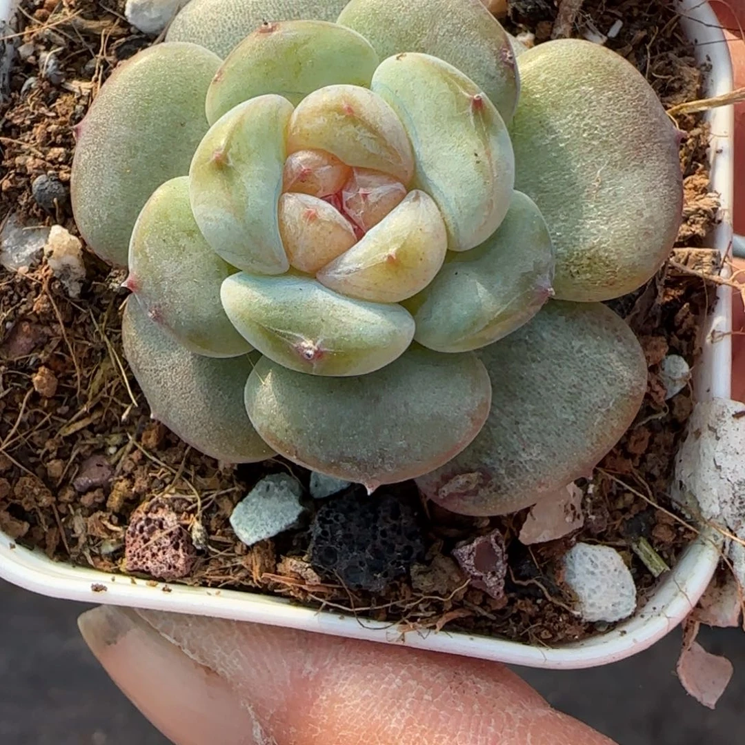 小卡拉米糖心一物一拍