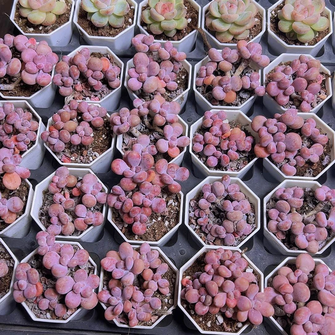 老桩腰蛋5头起19包邮