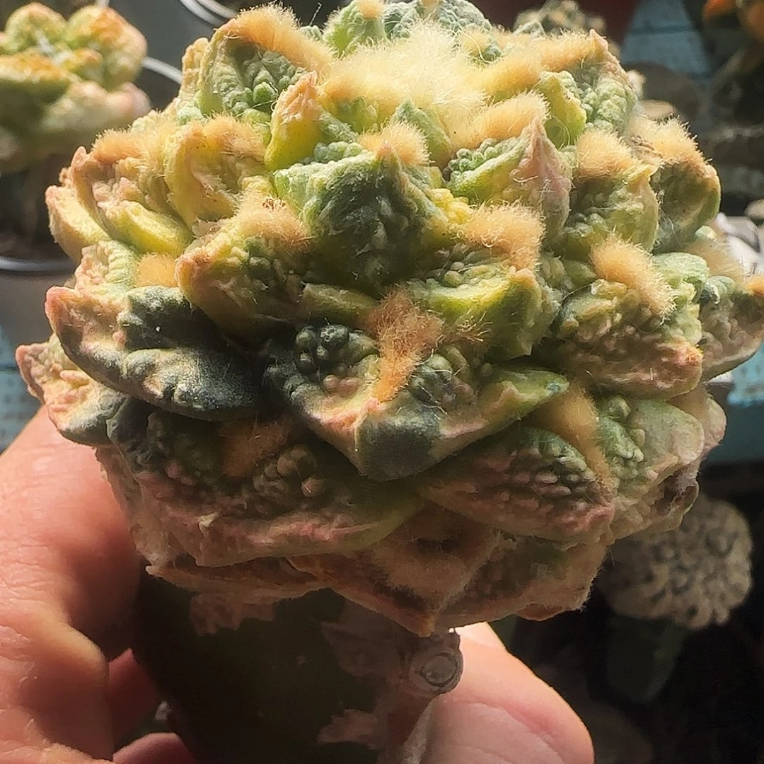 翘尤龟甲花锦009仙人球