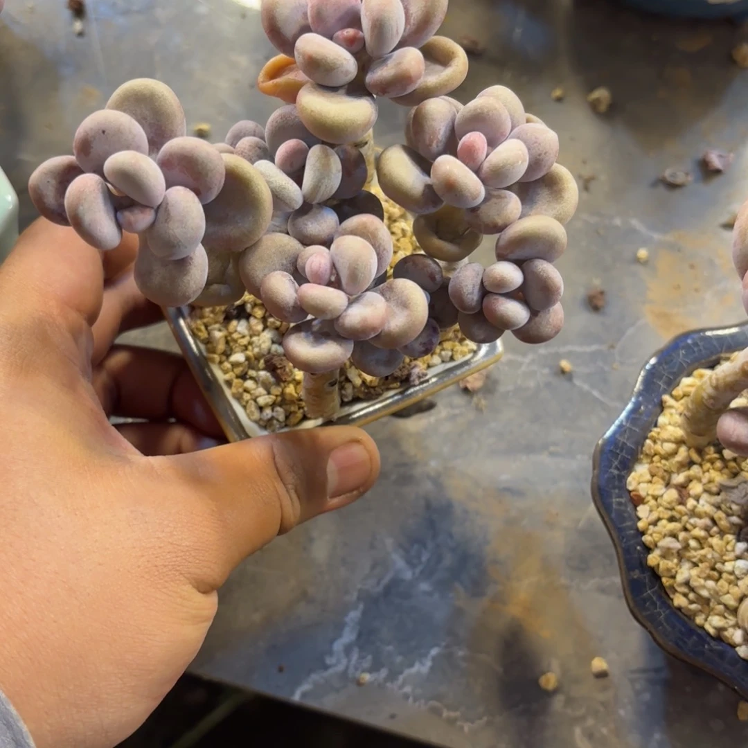 ?*?49号老庄多肉植物
