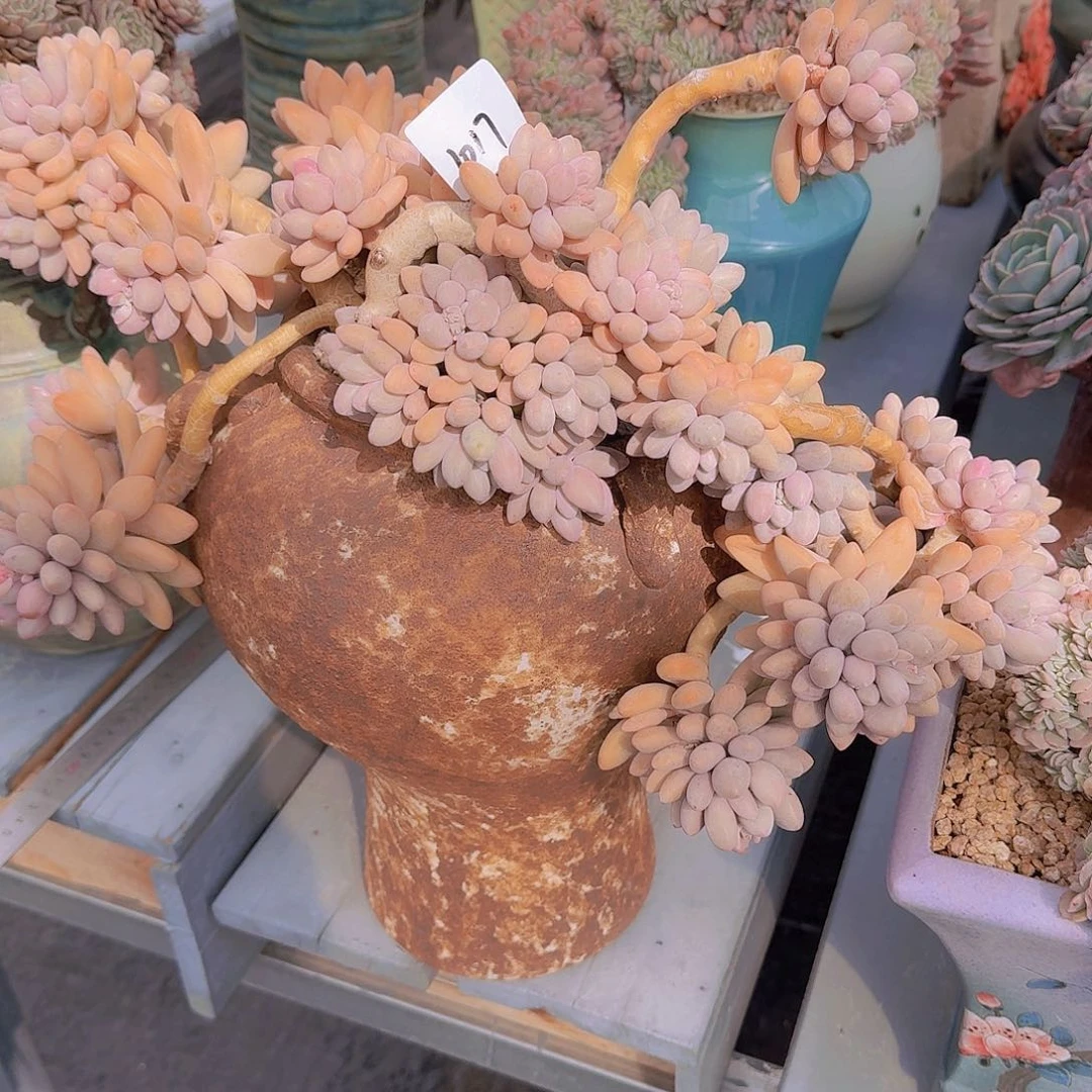 潍****计1017带盆粉色恋人多肉