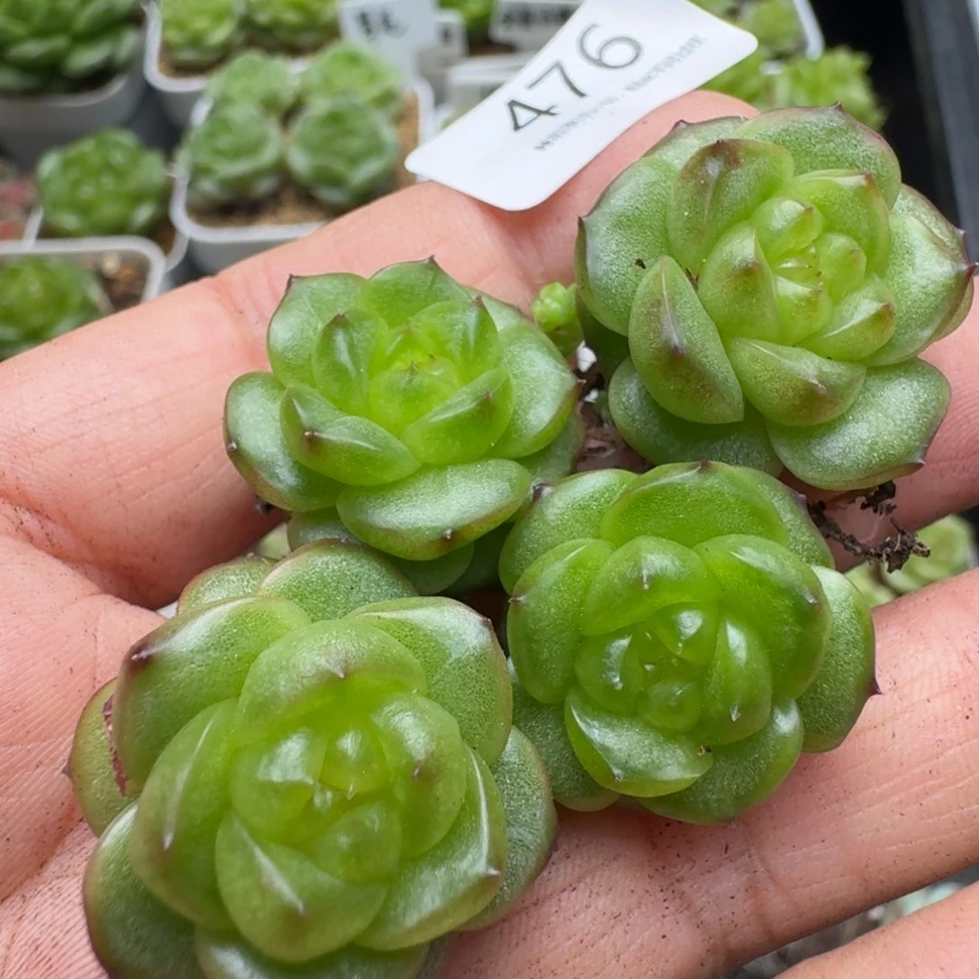 一物一拍一盒530-476