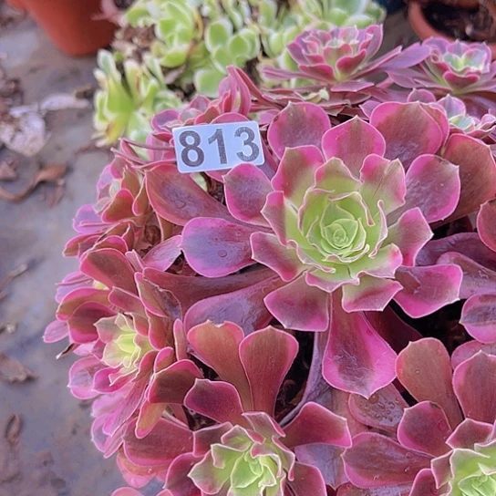 花***9多肉植物一个凤冠