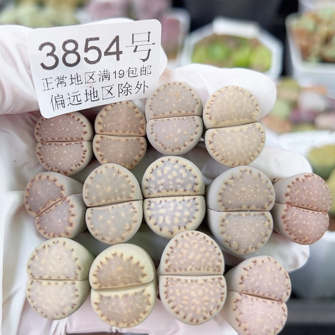 3854四年饼干13个1.5-2cm