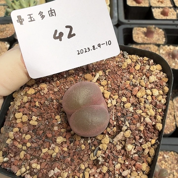 丁***加多肉多肉多肉8.9-042