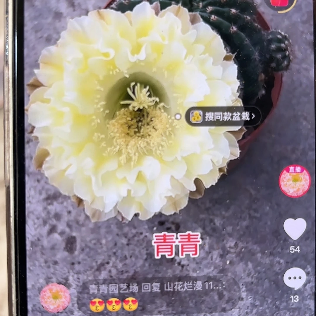 彩草1-69号侧牙3.5-4公分微瑕