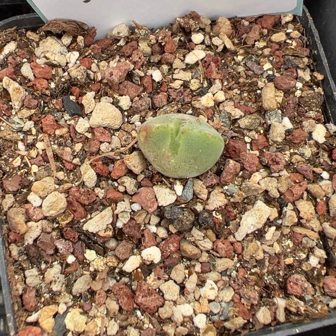 21-95肉锥多肉植物，