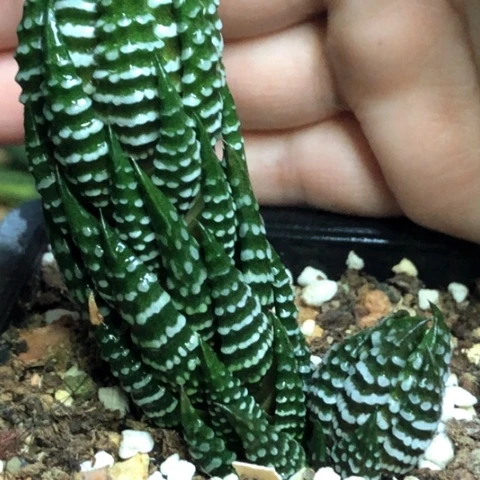 瓦维十二硬叶母本带盆发货