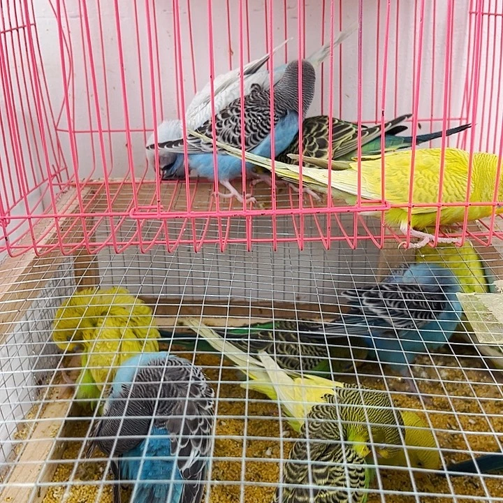 虎皮鹦鹉111111111