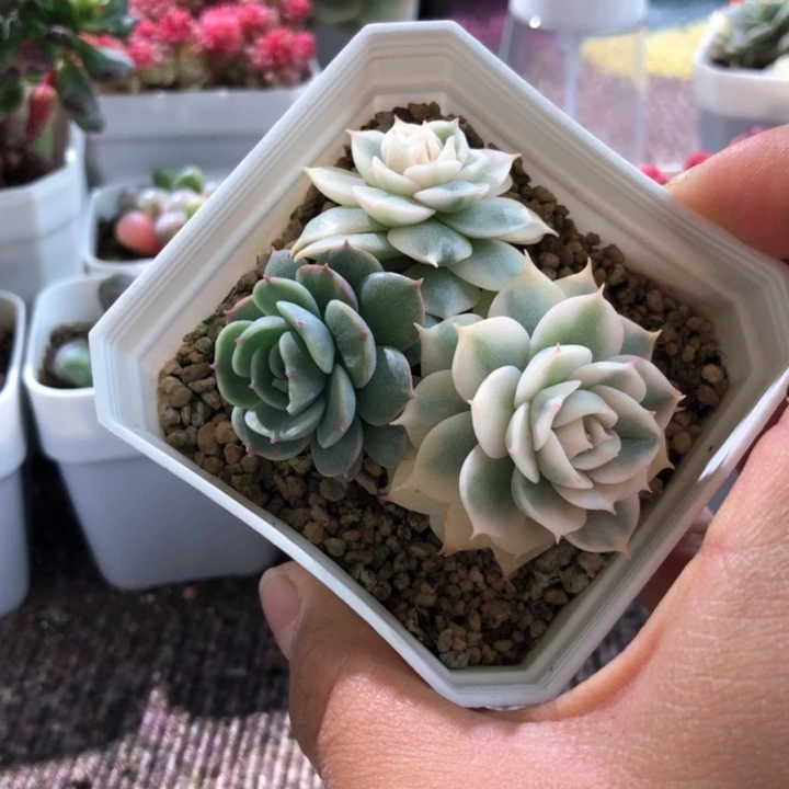 光环阴阳锦覆轮有根