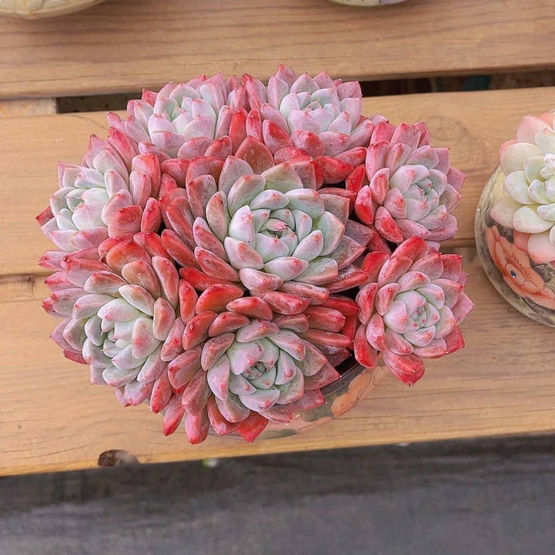 (***寻极品如梦令精品多肉