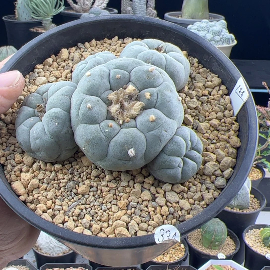 草球实生一物一拍334
