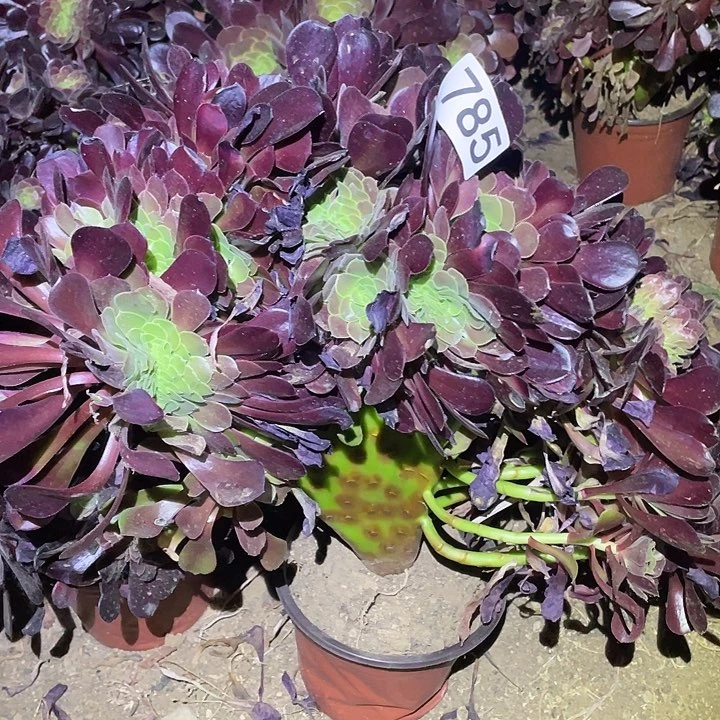 多肉植物法师785欧姿缀