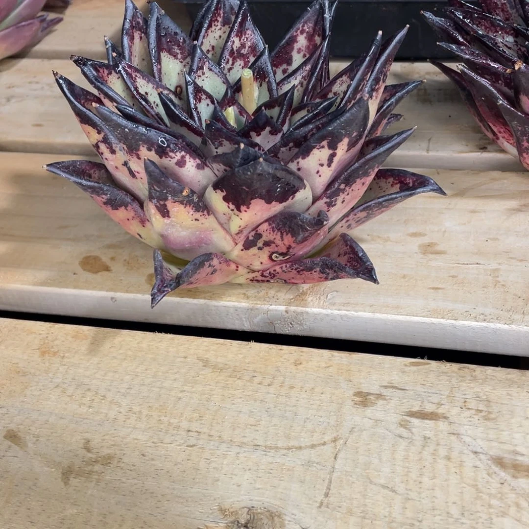 车*π多肉植物，山人园艺