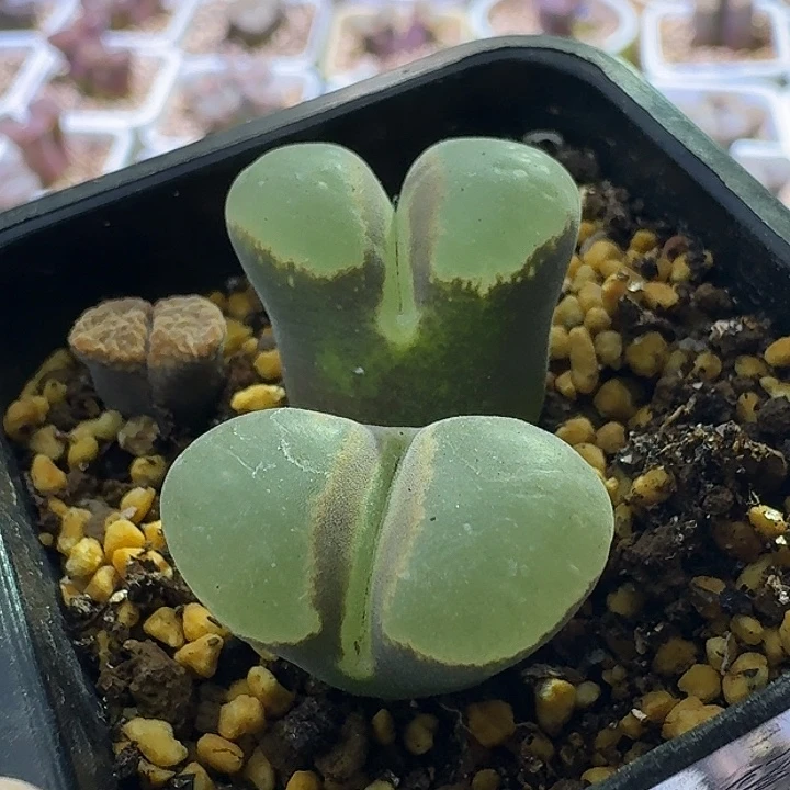 51号双头风铃一物一拍