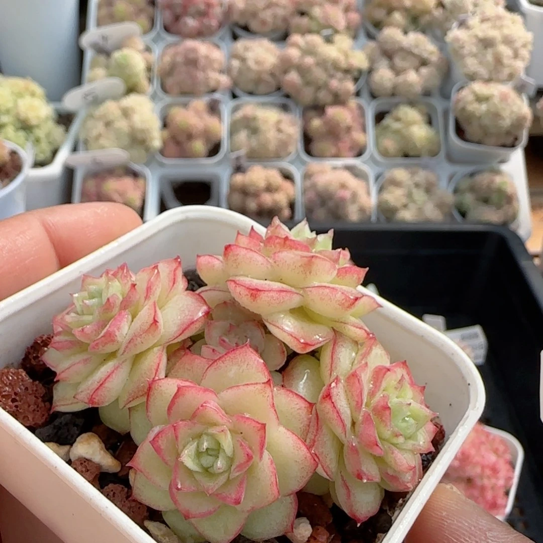 【闪购商品】0223-65边线女王