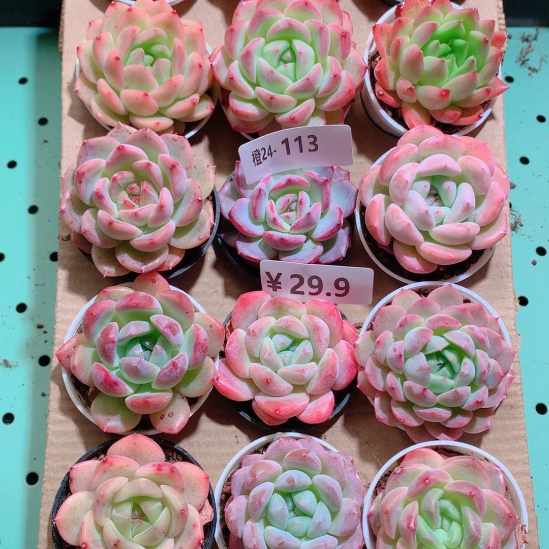 24-113一物一拍带盆18颗