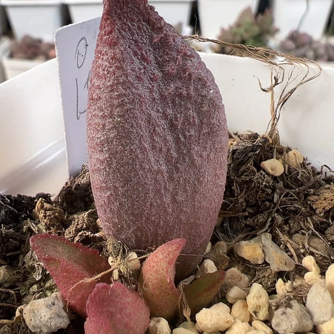 实生新品多肉水泡植物