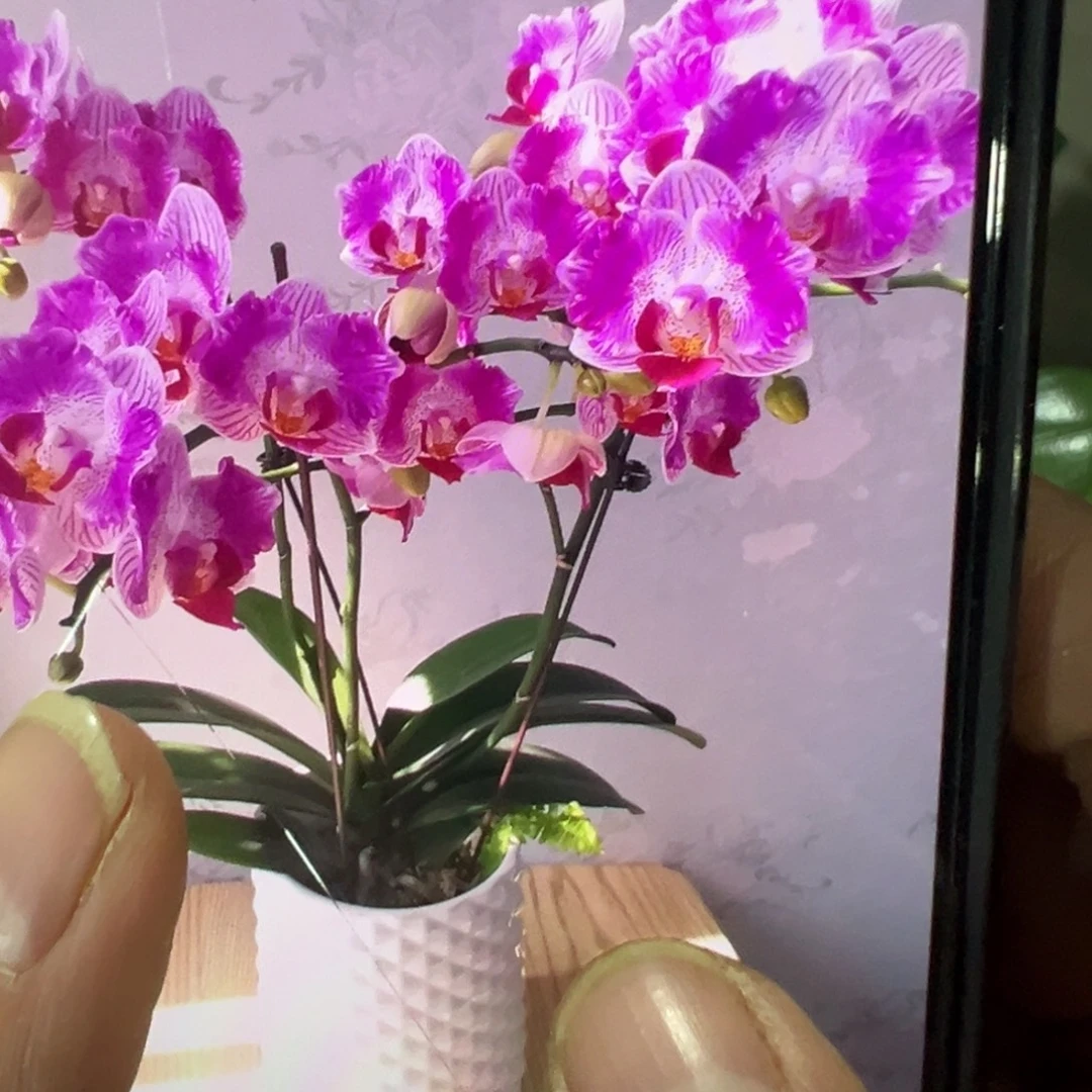 当前无花栽培后可以开花双剑风铃浮力请凑单