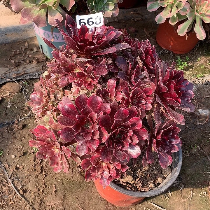 多肉植物蒙娜丽莎660