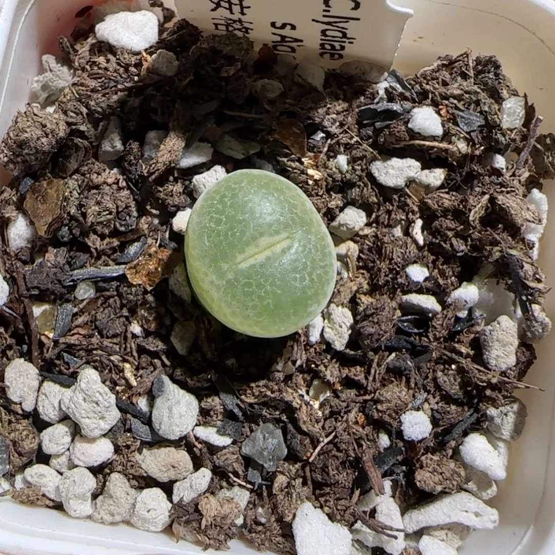 肉锥多肉植物组合-安格398