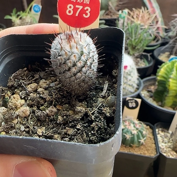 实生直刺佩雷2cm一棵