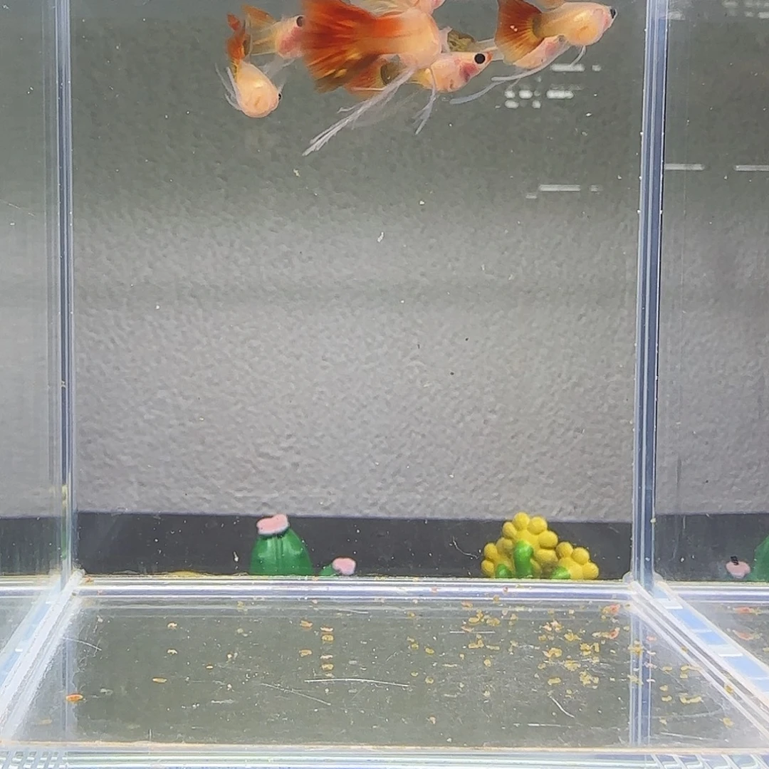 孔雀鱼银河长公8条1