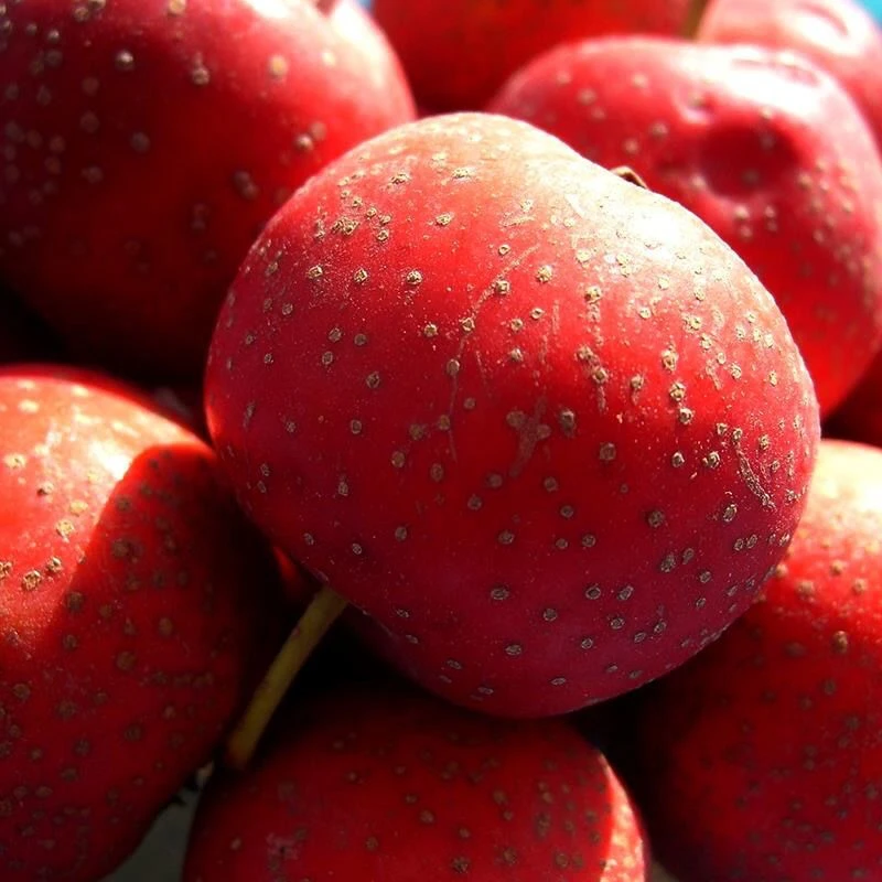 新鲜山楂果金星五棱山楂糖雪球山楂