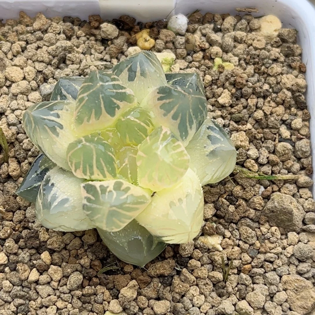 169糊斑龙爪玉露锦福利专场