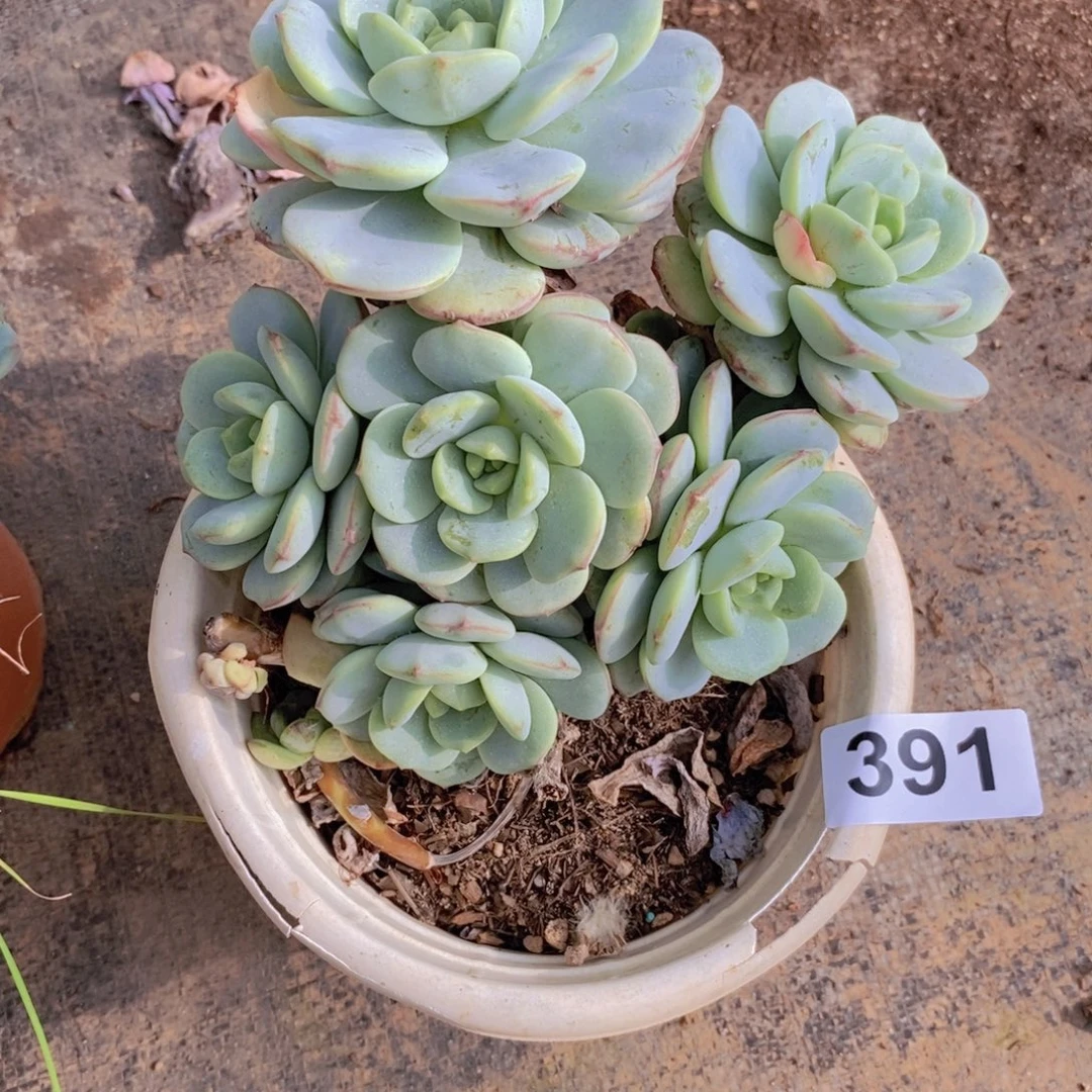 391香草多头一物一拍