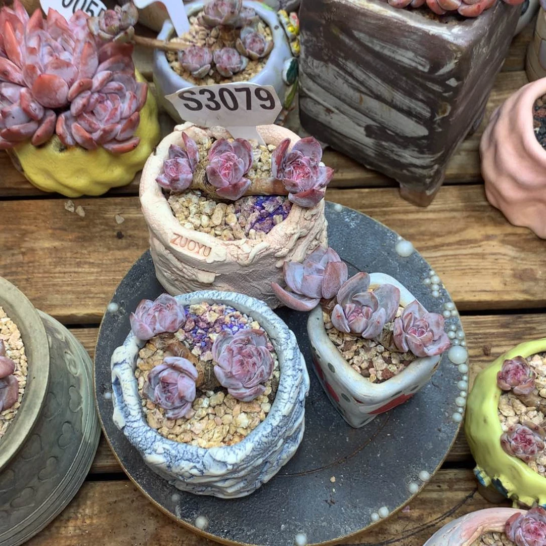 美**?A1978 美美 专拍 星影3棵