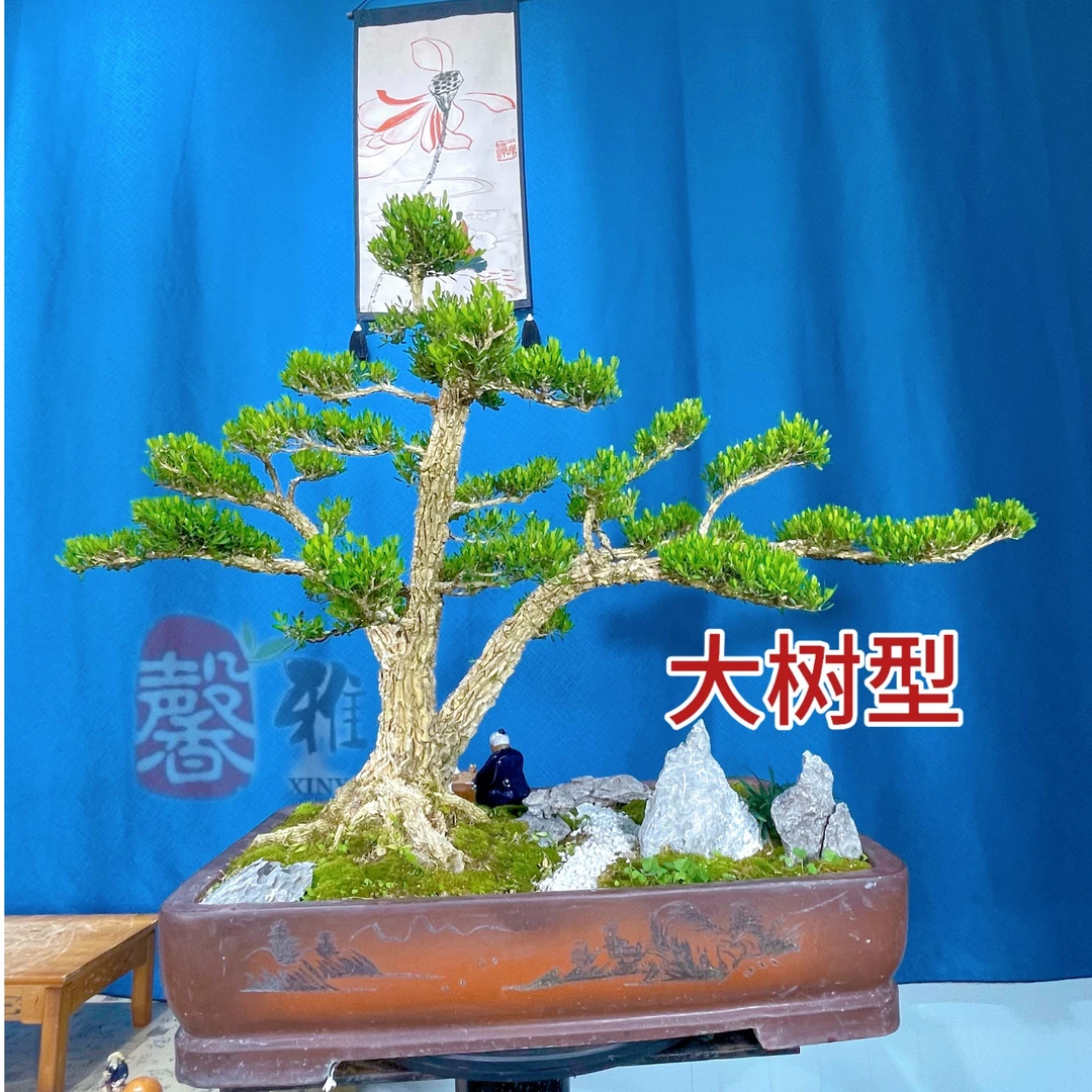 25号 大树桩 层次清晰 意境好 灵动感十足 步步高升