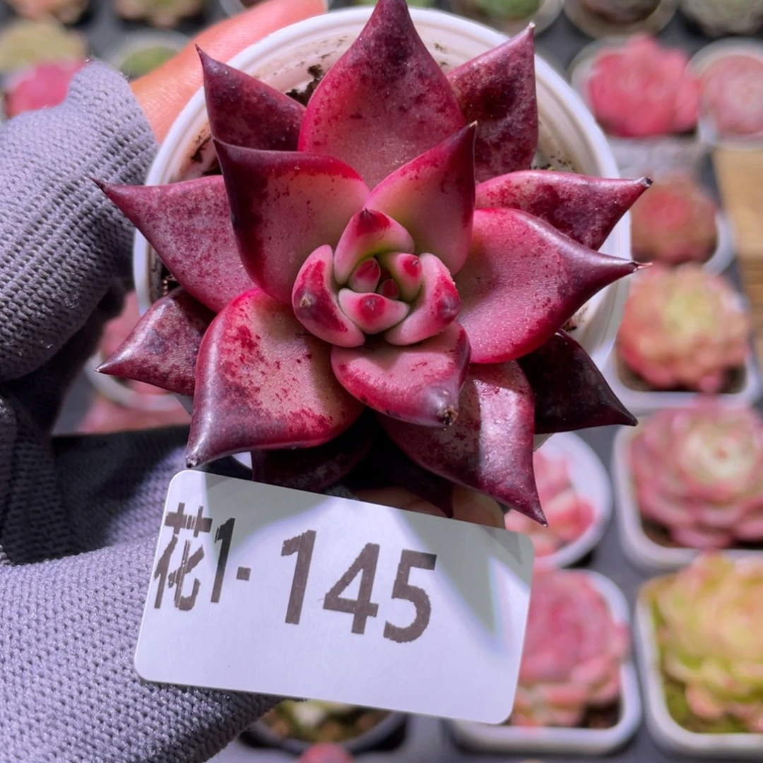 花利美  1-145血罗