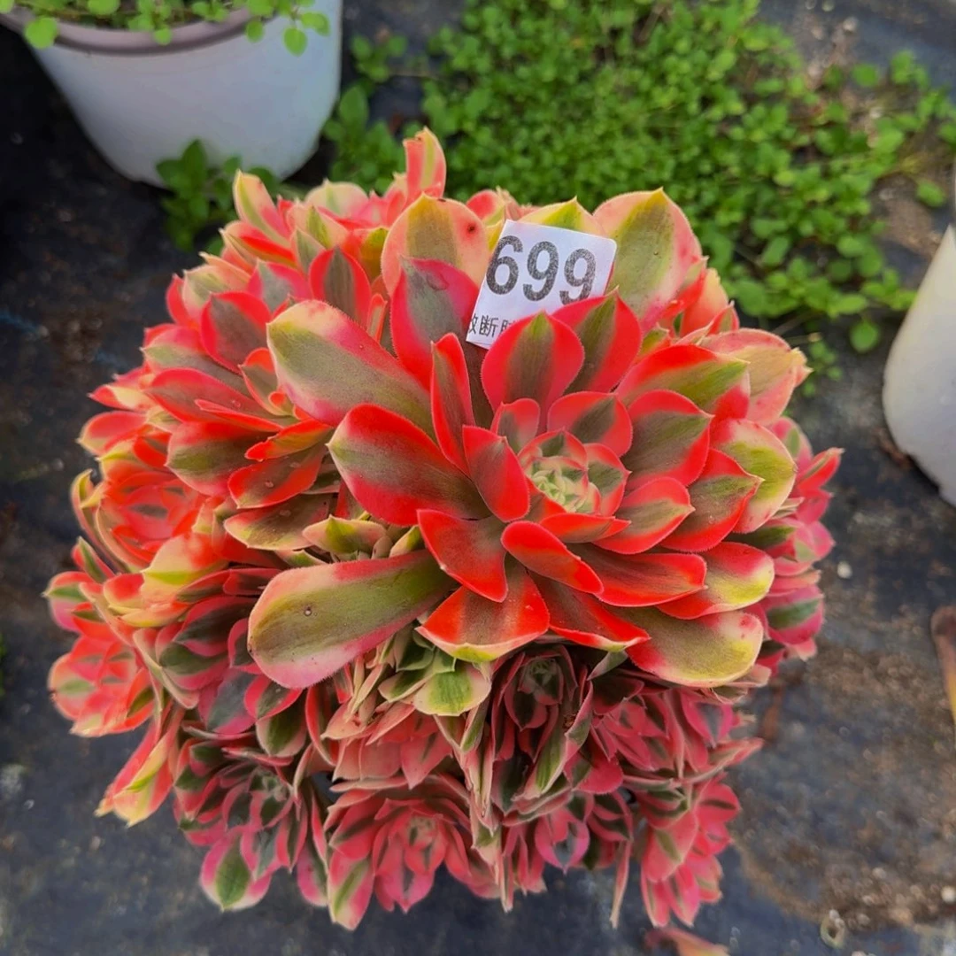 粉女巫699999999999