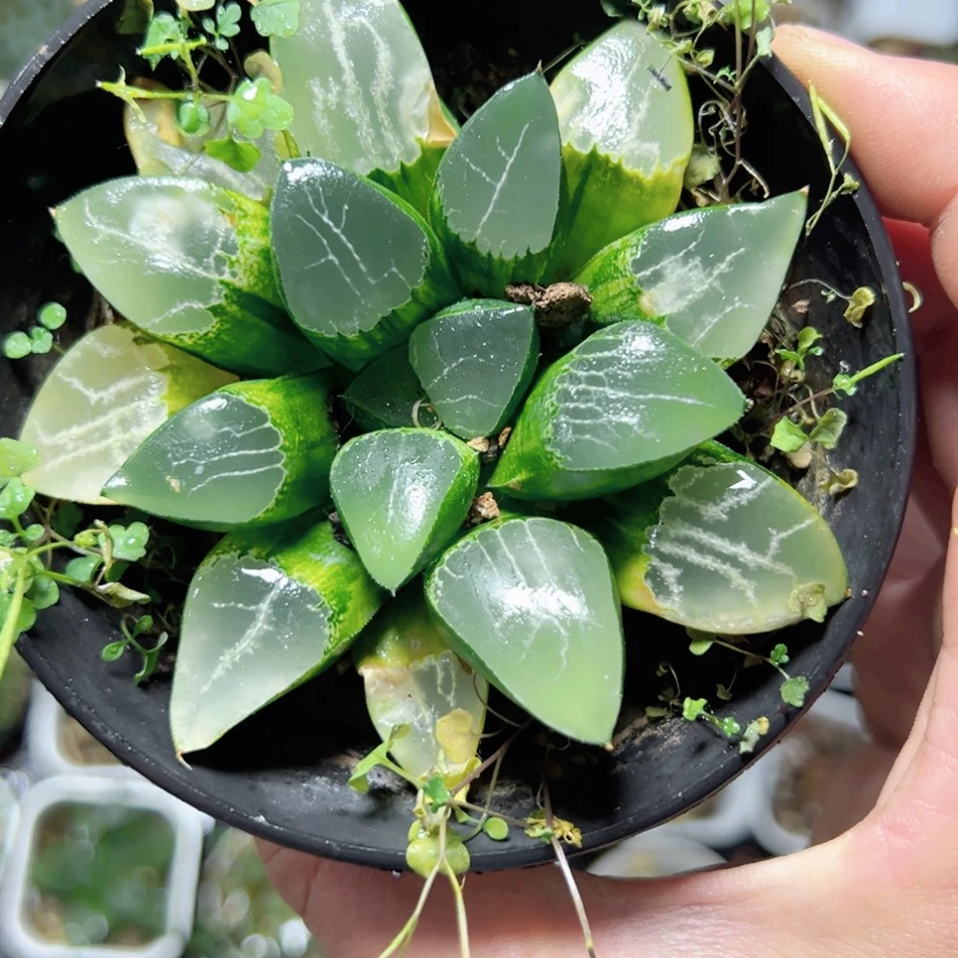 R***n1305多肉植物，