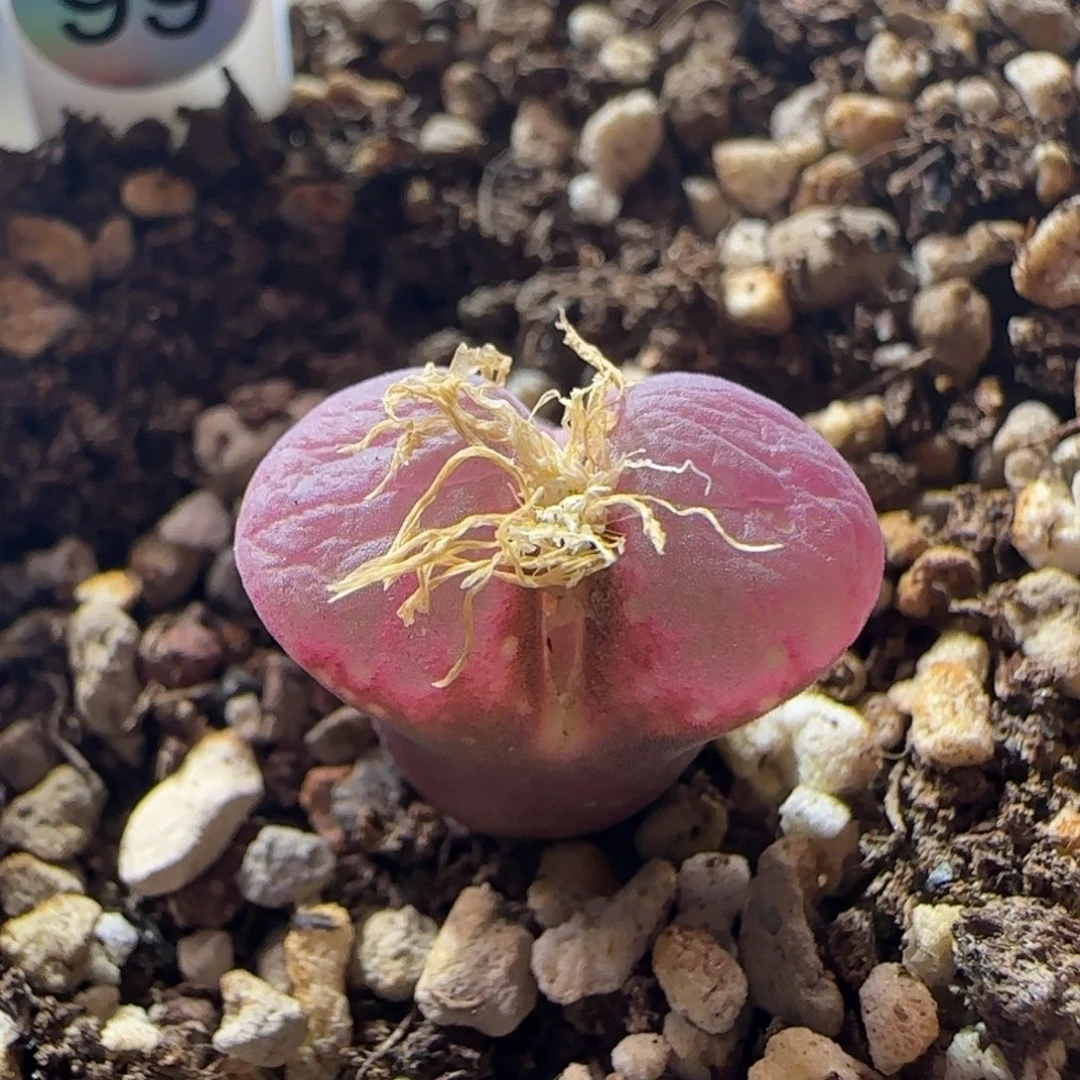 漂亮优选风铃玉。   99