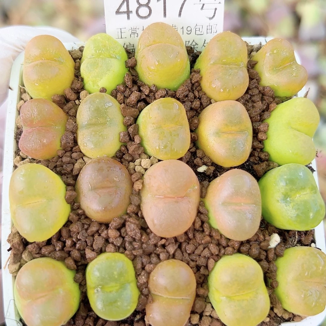 4817五年彩毛毛20个1-1.5cm脱土发
