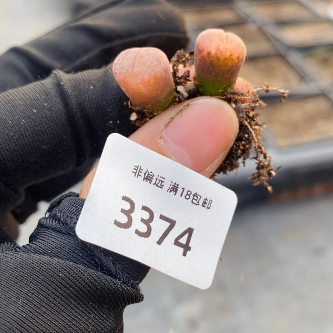 3374--一物一拍 带盆 cm10