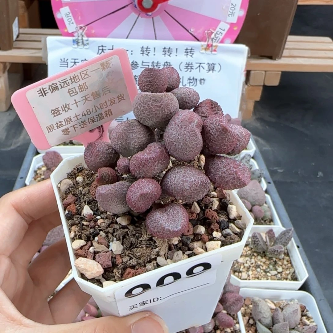 I***张909水蜜桃多肉植物