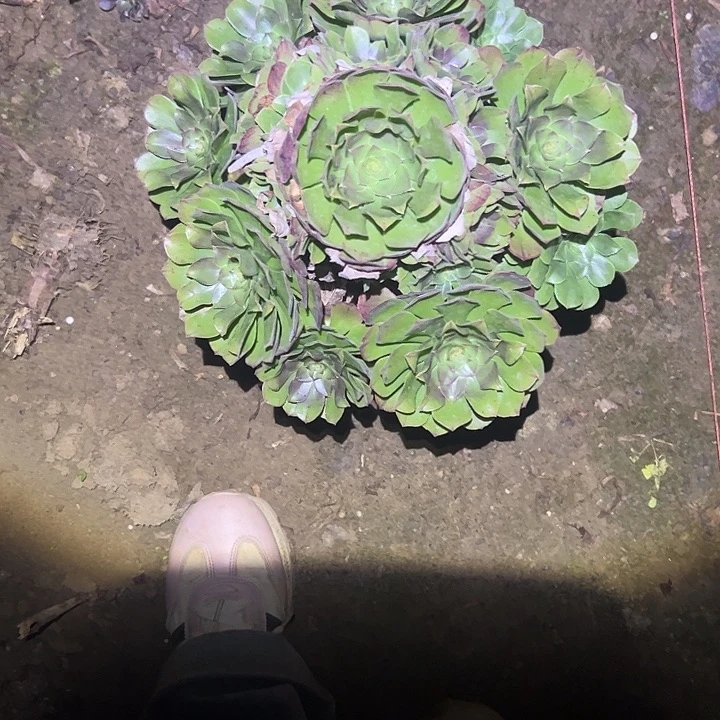 不包侧枝一物一拍12